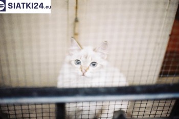 Siatki Kielce - Zabezpieczenie balkonu siatką - Kocia siatka - bezpieczny kot dla terenów Kielc